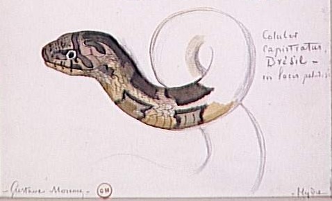 Gustave Moreau, étude de serpent (détail)