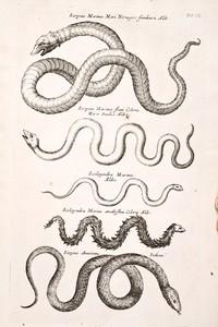 Joannes Jonstonus, Historiae Naturalis de Serpentibus, livre II, 1658.