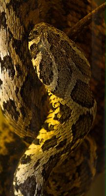 serpent en alcool, musée des Confluences